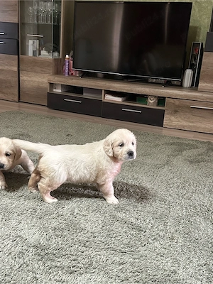 Catei golden Retriever  - imagine 4