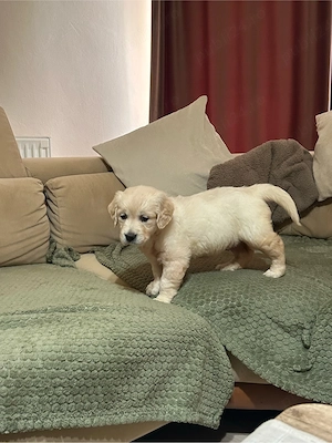 Catei golden Retriever  - imagine 2