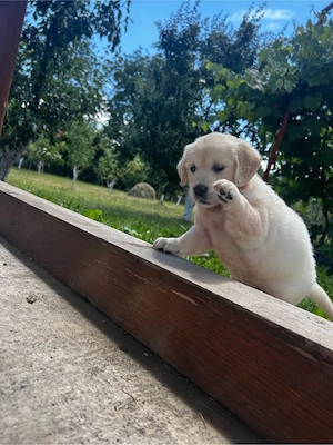 Catei golden Retriever  - imagine 3