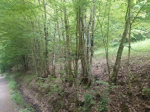 Teren in Bulzestii de Sus 3700mp - imagine 6