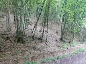 Teren in Bulzestii de Sus 3700mp - imagine 4