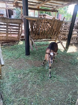 capra buna de lapte
