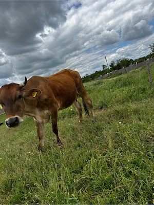 Vaca baltata romaneasca - imagine 5