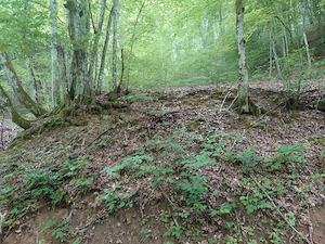 Teren in Bulzestii de Sus 1632mp - imagine 2