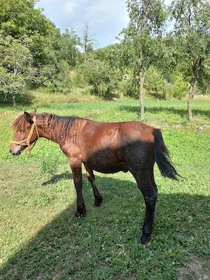  vand manzul din poze