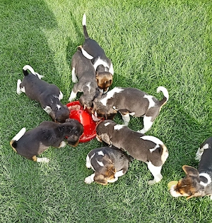 Beagle tricolor  - imagine 2