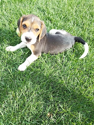 Beagle tricolor  - imagine 4