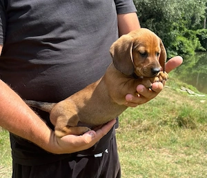 Teckeli Disponibili 