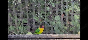 Agapornis mascat 