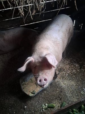 Porci de vanzare - imagine 2