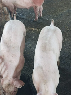 Șoldani 50-55 kg  - imagine 3