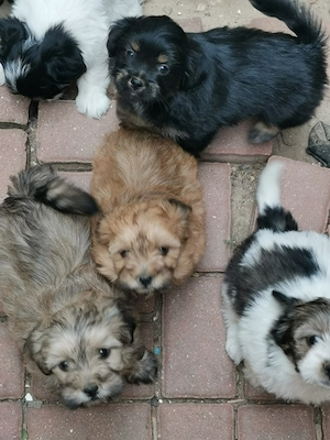 Donez 7 pui de căței, metiși Bichon   Pechinez, Timisoara - imagine 3