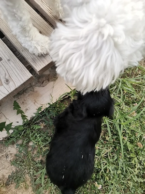 Donez 7 pui de căței, metiși Bichon   Pechinez, Timisoara - imagine 2