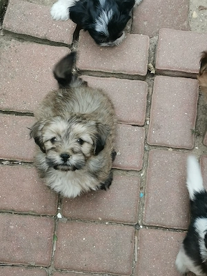 Donez 7 pui de căței, metiși Bichon   Pechinez, Timisoara - imagine 4