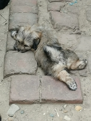 Donez 7 pui de căței, metiși Bichon   Pechinez, Timisoara - imagine 5
