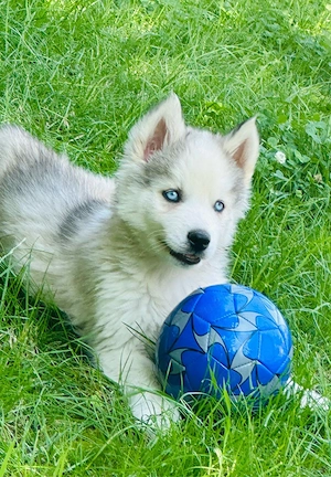 Husky Siberian