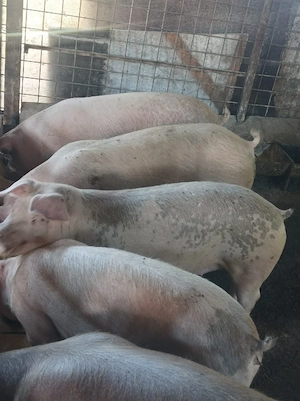 Porci 85-120 kg  - imagine 3