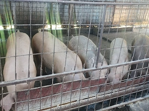 Porci 85-120 kg 