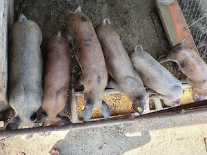 Vand porci 13 săptămâni 