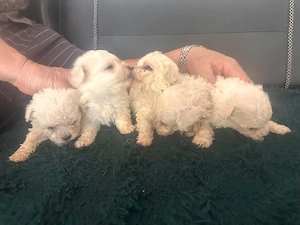 bichon 1 luna