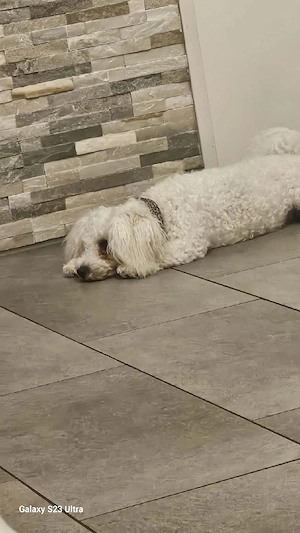 bichon 1 luna - imagine 5