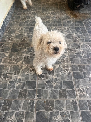 bichon 1 luna - imagine 4