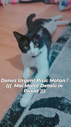 Donez Pisic Motan În București 