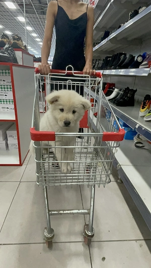 Vând fetița Chow Chow 