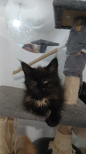 Baietel Maine Coon! - imagine 3