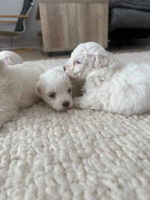 Bichon mini toy - imagine 4