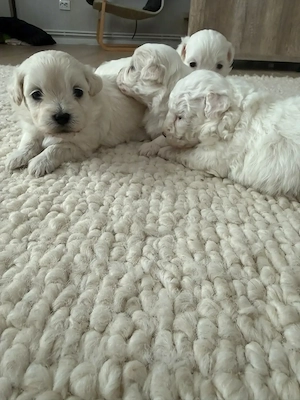 Bichon mini toy - imagine 5