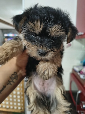 Yorkshire terrier mini toy  - imagine 2