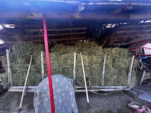 Baloti lucerba 