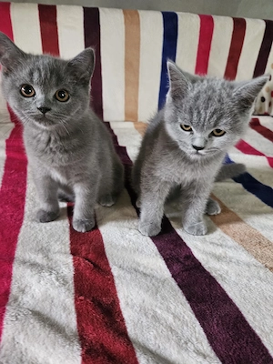Pisica british shorthair  - imagine 3