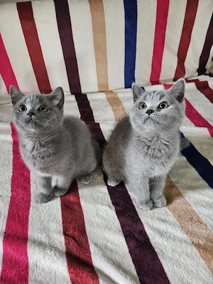 Pisica british shorthair 