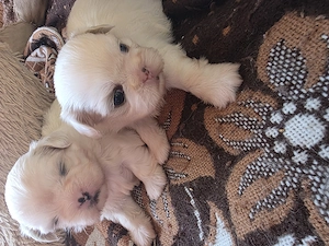Shihtzu  rasa pură  - imagine 2
