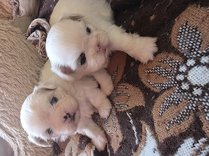 Shihtzu  rasa pură 