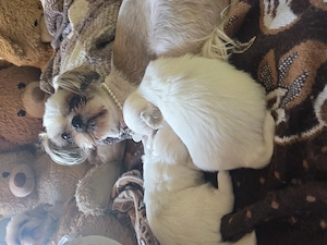 Shihtzu  rasa pură  - imagine 3