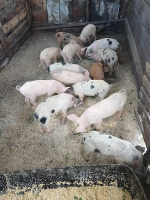 de vânzare 14 bucăți vaccinați mânca orice bobe faina etc preț 1800 lei toți 14 bucăți vând urgent  - imagine 4