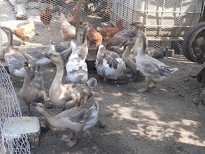 Gâște tineret de vânzare 