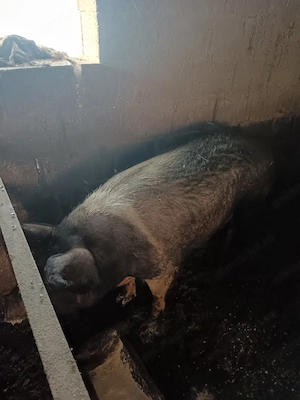 Vând porci grași 11 lei kg