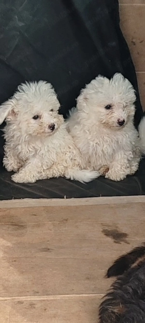 bichon frise