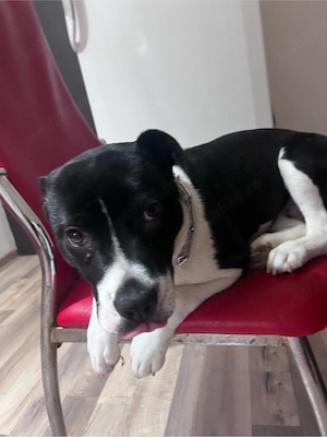 catelusa spre adoptie responsabila  - imagine 2