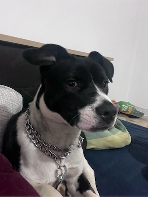 catelusa spre adoptie responsabila  - imagine 3
