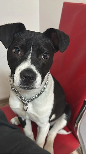 catelusa spre adoptie responsabila  - imagine 4