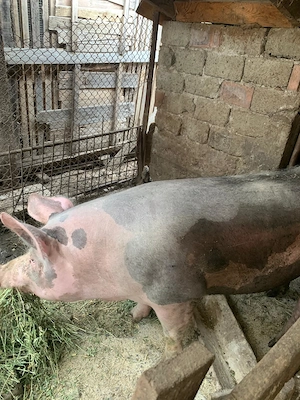 Porci pentru sacrificat - imagine 3