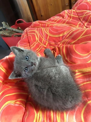 British Shorthair blue - imagine 3