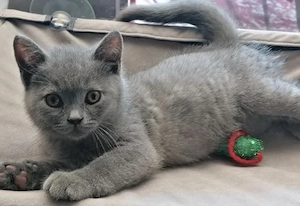 British Shorthair blue - imagine 2