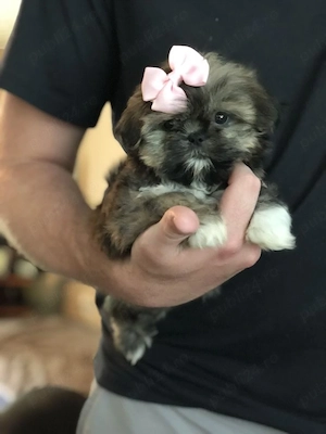 Shih Tzu adorabili