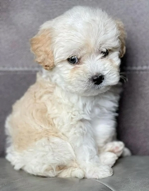 Bichon Maltez 